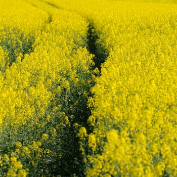 rapeseed