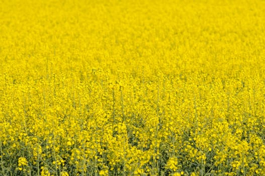 rapeseed