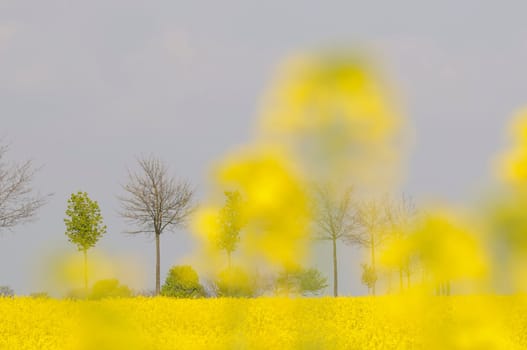 rapeseed