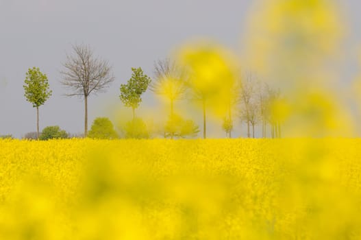 rapeseed