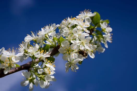 Mirabelle flowers