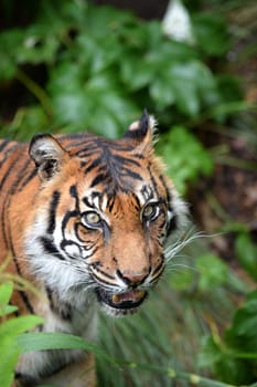 A close up shot of a Sumatran Tiger