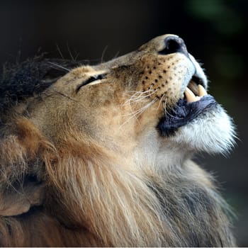 A close up shot of an African Lion