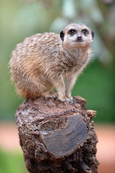 A close up shot of a Meerkat
