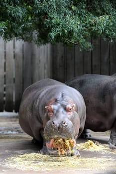 A close up shot of a hippopotamus