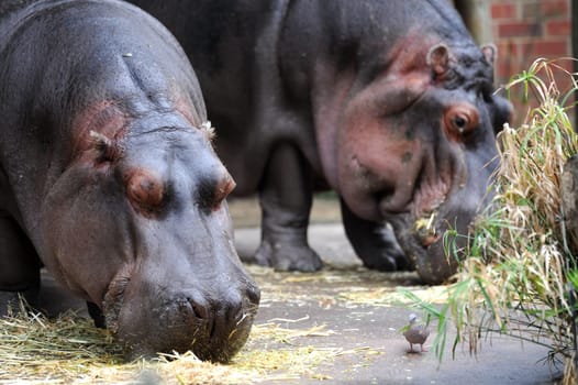 A close up shot of a hippopotamus