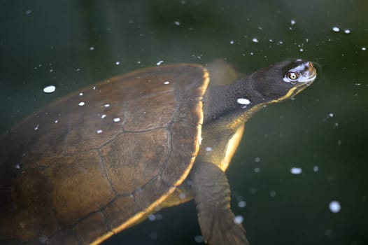 A close up shot of an Australian Murray River Turtle or Short Neck Turtle