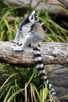 A close up shot of a Ring Tailer Lemur