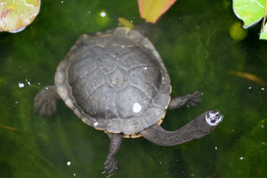 A close up shot of an Australian Murray River Turtle or Short Neck Turtle