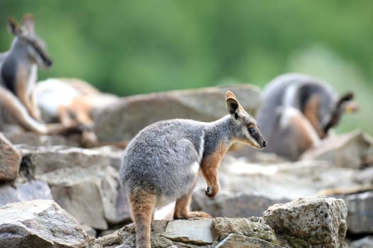 A close up shot of an Australian Rock Wallaby