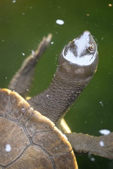 A close up shot of an Australian Murray River Turtle or Short Neck Turtle