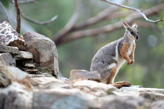 A close up shot of an Australian Rock Wallaby