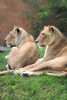 A close up shot of an African Lion
