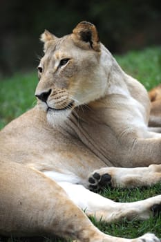 A close up shot of an African Lion