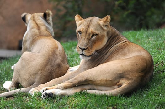 A close up shot of an African Lion