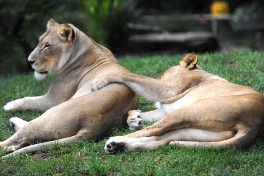A close up shot of an African Lion