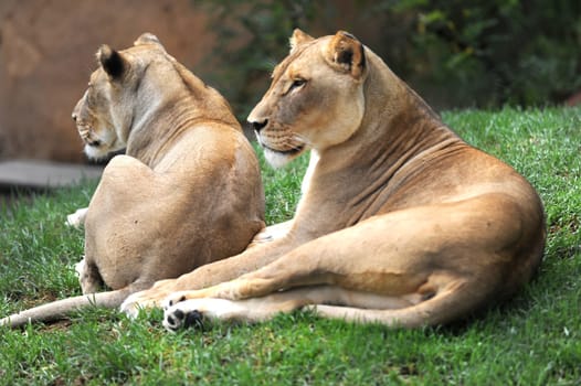 A close up shot of an African Lion