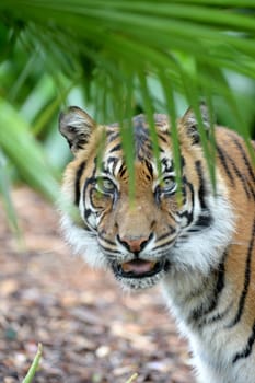 A close up shot of a Sumatran Tiger