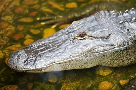 A close up shot of an American Alligator