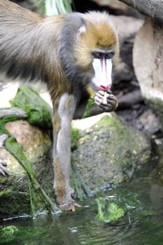 A wildlife shot of a mandrill in captivity
