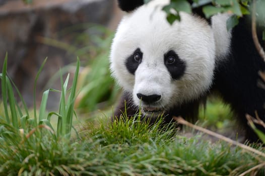 A close up shot of a giant panda