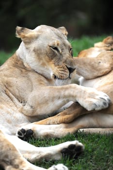 A close up shot of an African Lion