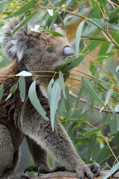 An Australian Koala in its natural habitat