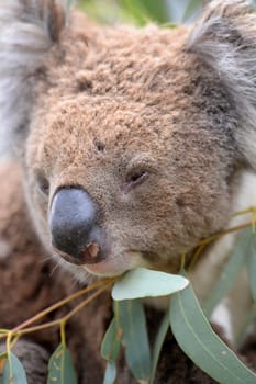 An Australian Koala in its natural habitat