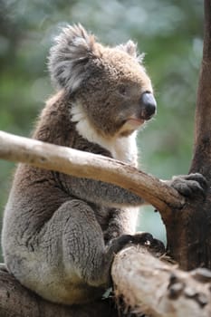An Australian Koala in its natural habitat