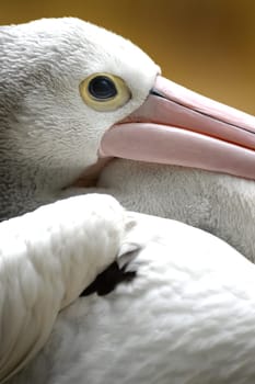 A close up shot of a Pelican