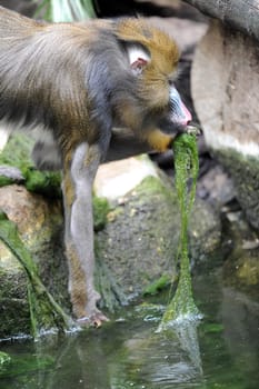 A wildlife shot of a mandrill in captivity