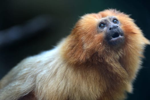 A close up shot of a Golden Tamarin