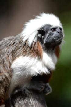 A close up shot of a cotton Top Tamarin