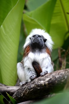 A close up shot of a cotton Top Tamarin