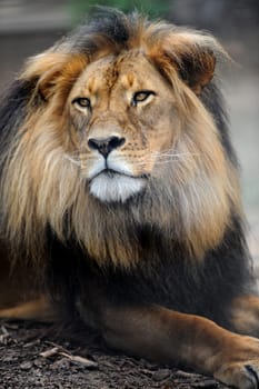 A close up shot of an African Lion