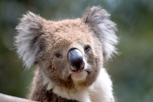 An Australian Koala in its natural habitat
