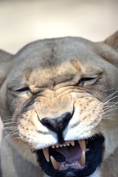 A close up shot of an African Lion