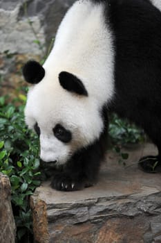 A close up shot of a giant panda