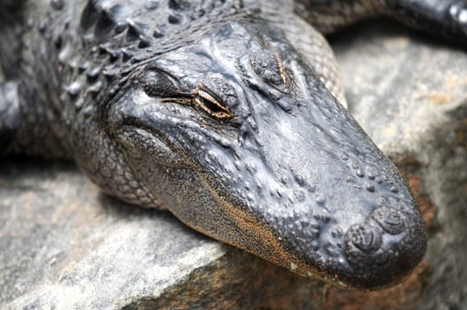 A close up shot of an American Alligator