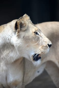 A close up shot of an African Lion