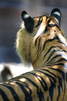 A close up shot of a Sumatran Tiger