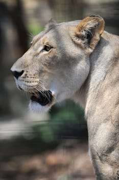 A close up shot of an African Lion
