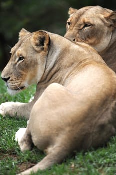 A close up shot of an African Lion