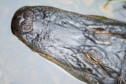 A close up shot of an American Alligator