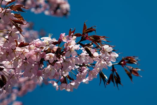 cherry blossom and blue sky in spring