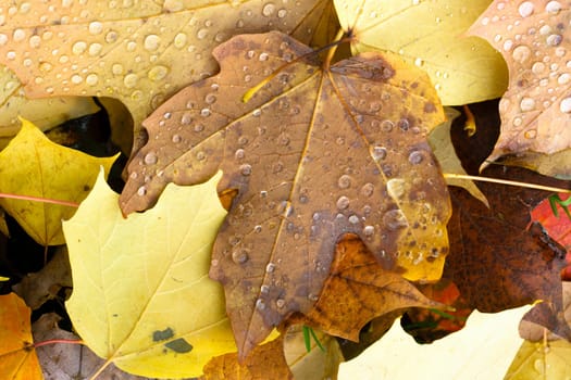 Dew drops appear overnight on leaf ground cover