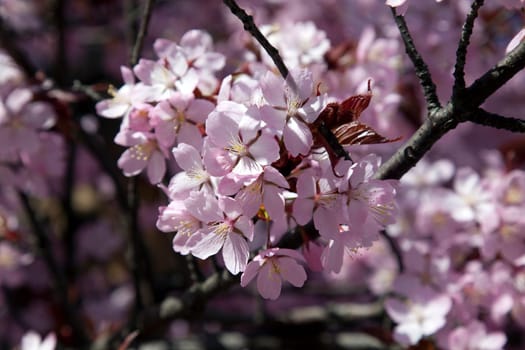 Cherry blossoms in full bloom