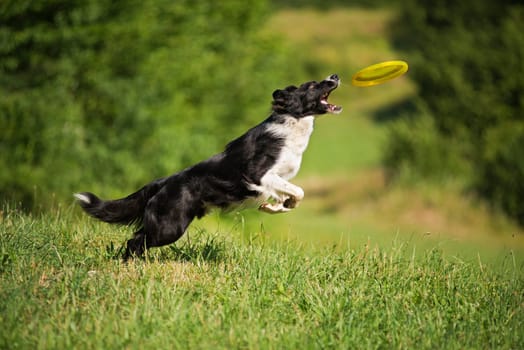 Border Collie jumping and catching frisbee outdoors