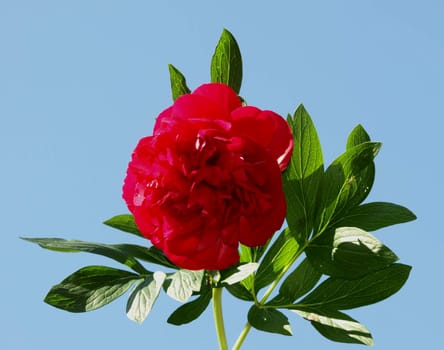 Peony