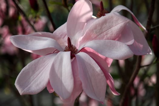 Magnolia blossom